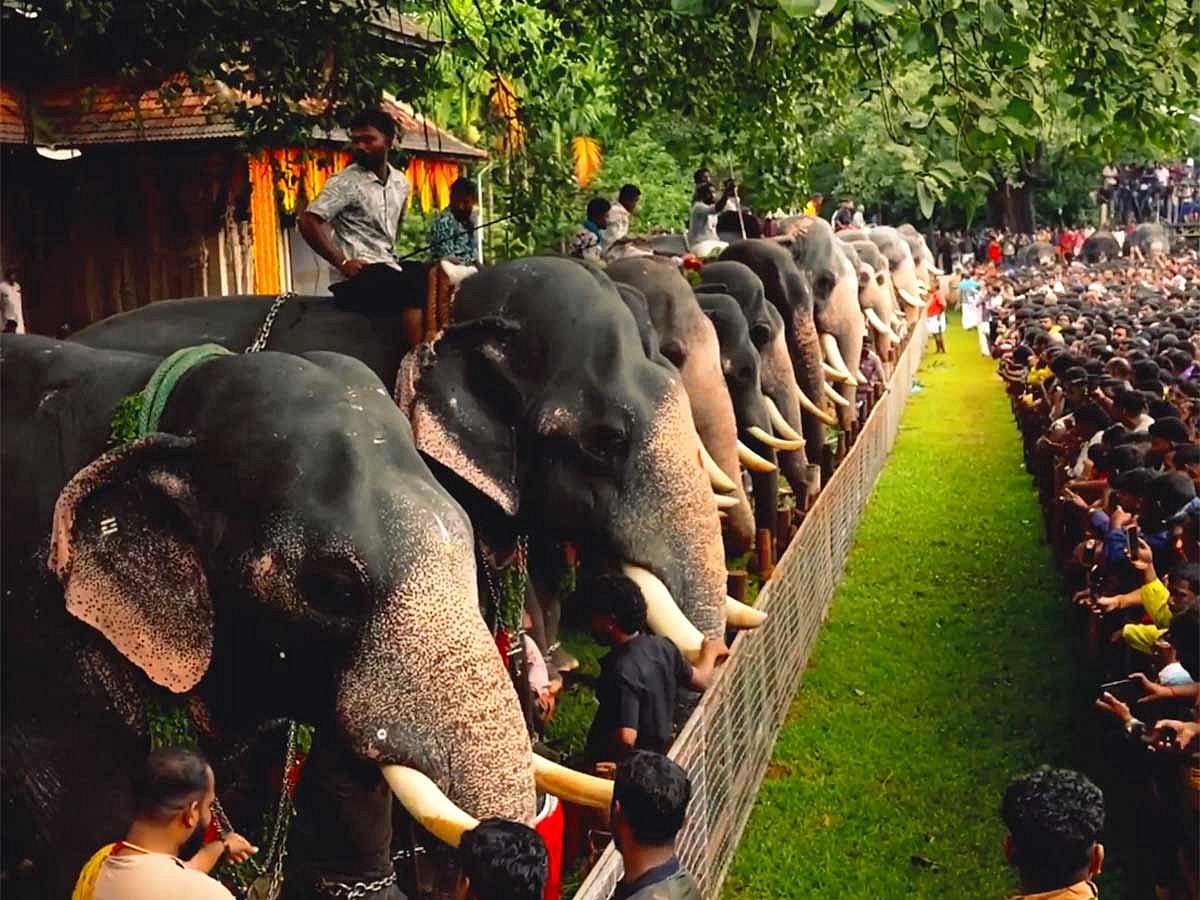 Elephant Welcome Ritual 63 elephants treated to lavish feast in majestic Kerala temple ceremony