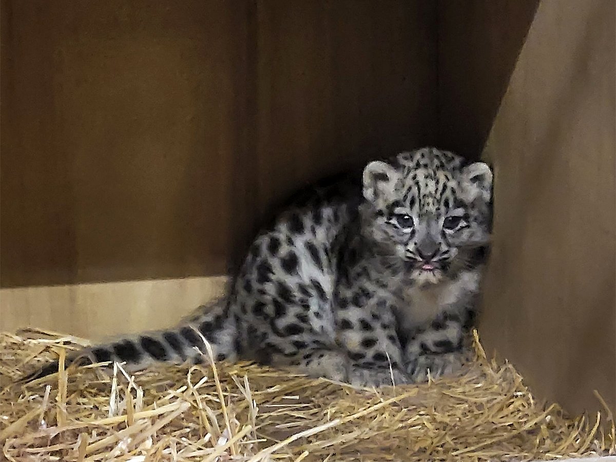 Snow leopard cub born in UK's Chester Zoo for first time in 94 years