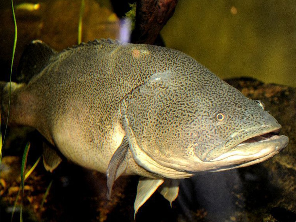 From creek to marathoner: This Murray cod swam 860km, smashing records