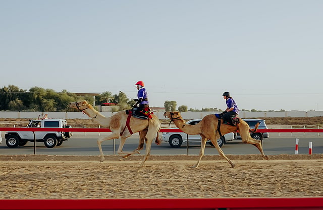 Camel Races Cnc Racing beyond tradition: How the C1 Championship is redefining camel racing