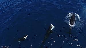 Orcas caught on camera hunting great white sharks off Mexico in the ...