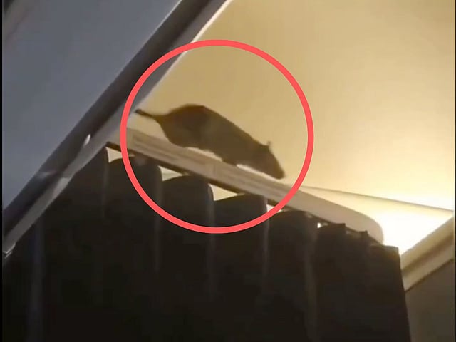 Rat on flight: Unwelcome passenger grounds plane