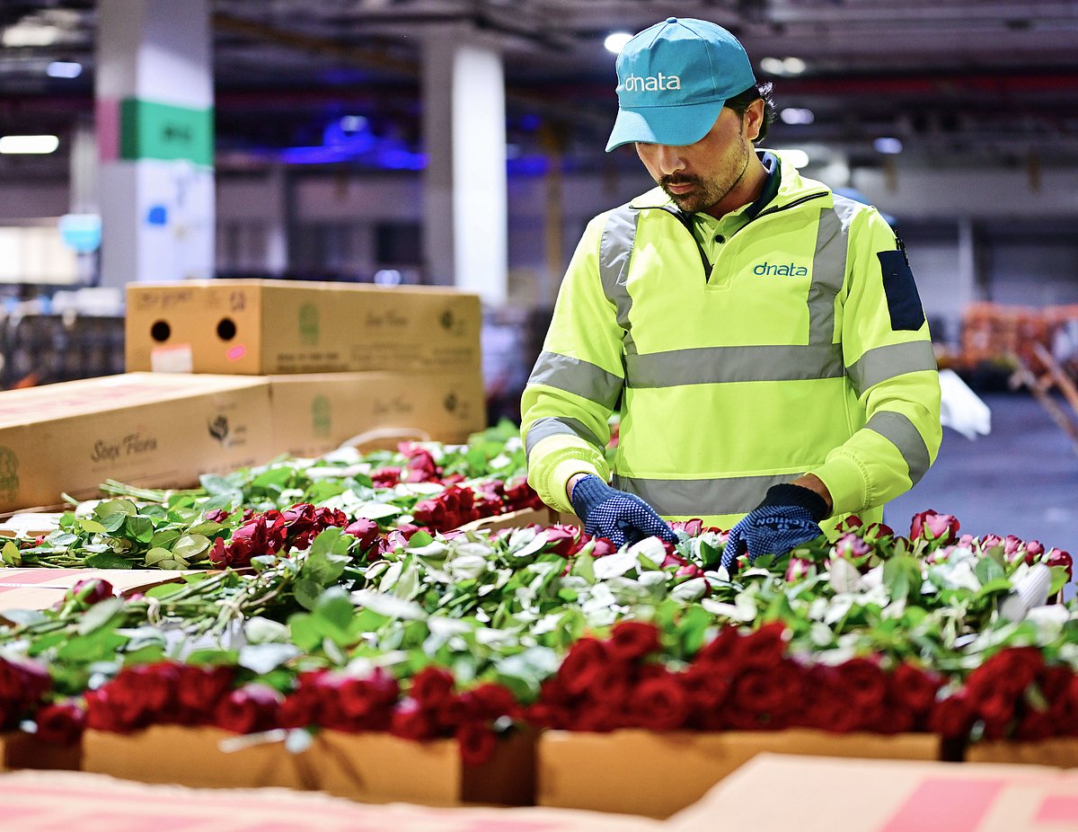 Dubai's 227-Tonne Valentine's Flower Operation: A Race Against Time