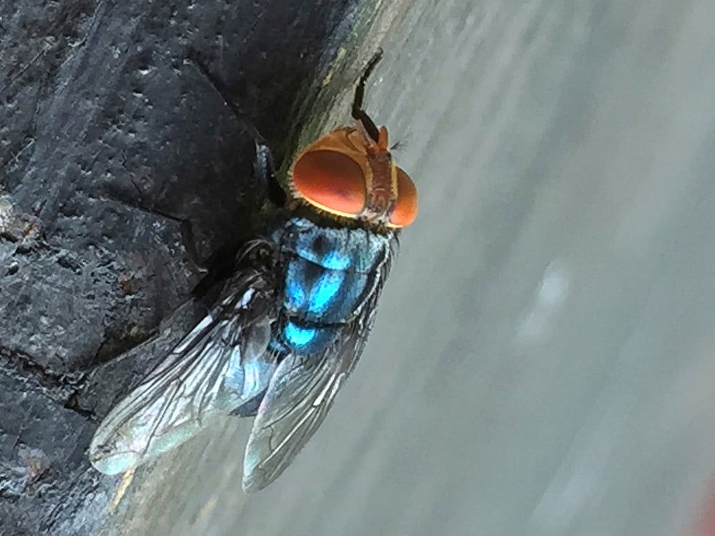 Scientists release genetically modified flies to stop flesh-eating parasite