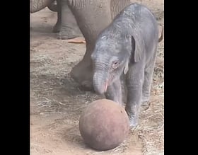 UK Zoo's Elephant Birth Boosts Conservation Amidst Rising Public Engagement