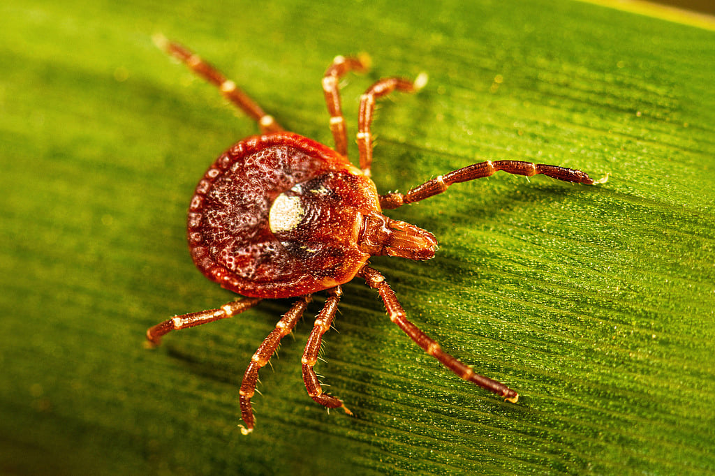 Alpha-Gal Syndrome: CDC Warns of Life-Threatening Meat Allergy Caused by Tick Bites