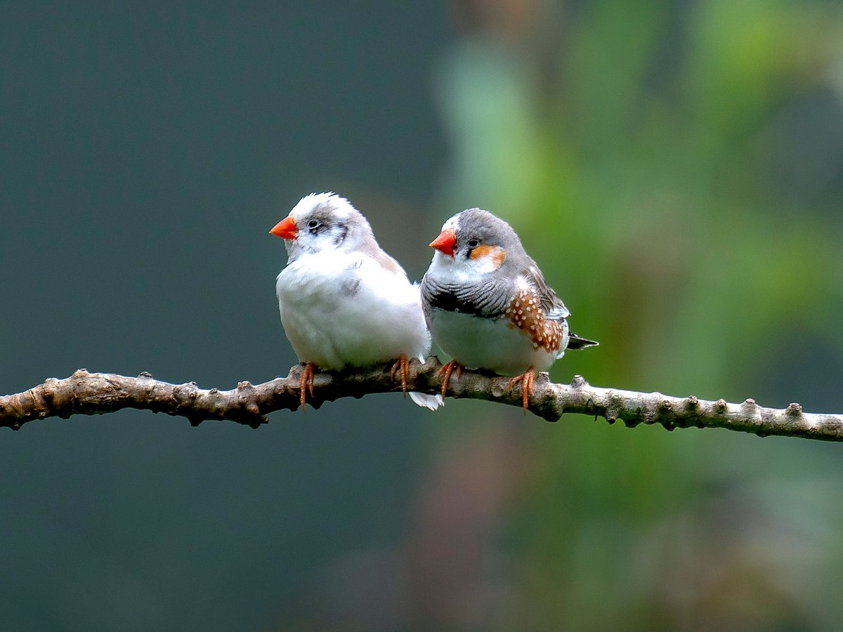 AI Models Translate Avian Vocalizations to Decipher Complex Animal Communication