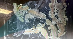 Oman foils bid to smuggle endangered spiny-tailed lizards through Muscat airport