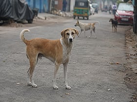 Stray dog injures 12 people, including children, in northern Jordan