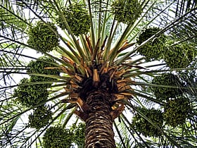 My Business: Millions of date palms were dying. This founder built AI to find the threat