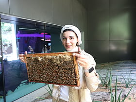 Meet Dubai's 'Bee Fairy Lady' who handles bees without a protective suit