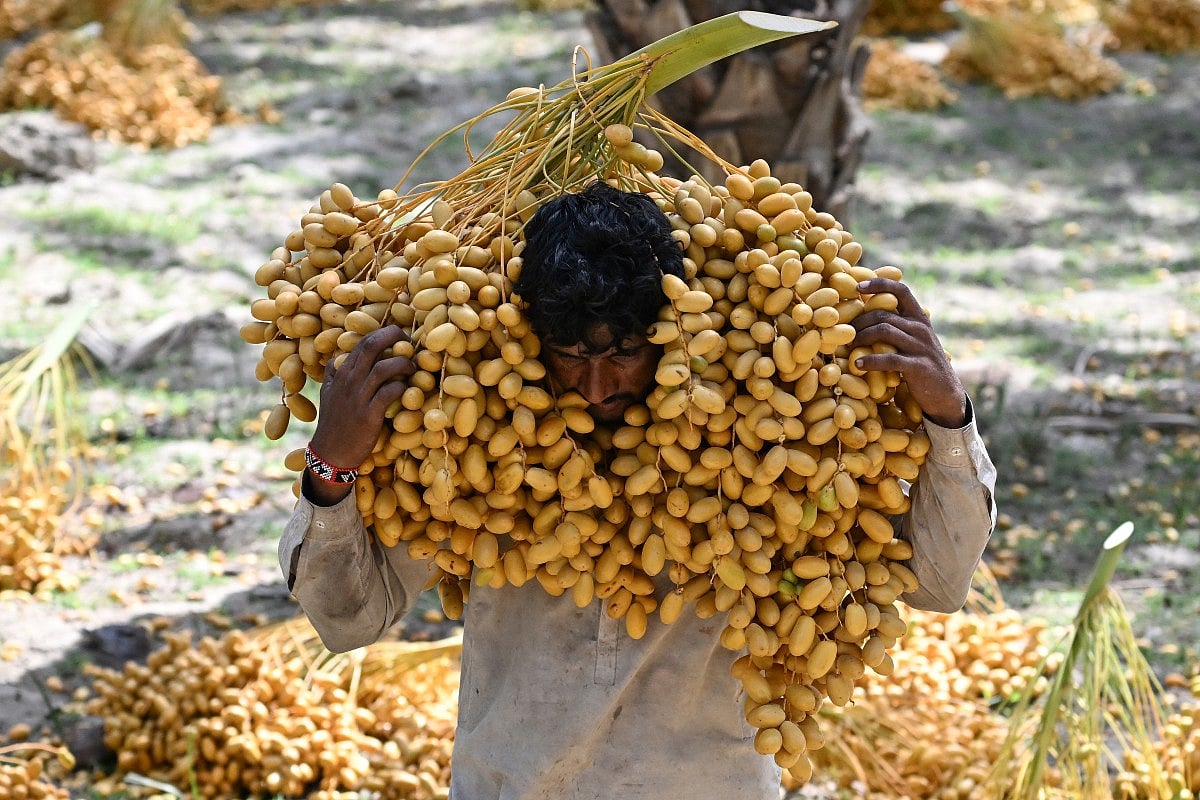 Pakistan’s Date Harvest: Tradition, Climate Challenges and a Growing ...