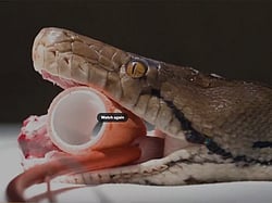 Cancer-Stricken Python Jodie Foster Cured After Pioneering ...