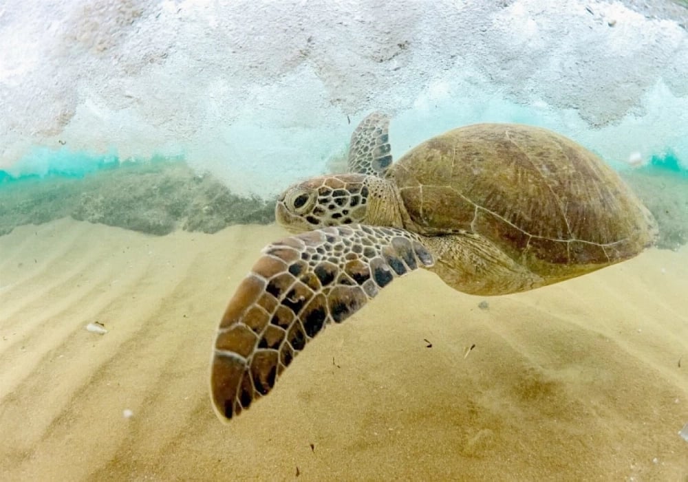 Saudi Arabia Imposes Fines Up to SR5 Million for Marine Pollution Under ...