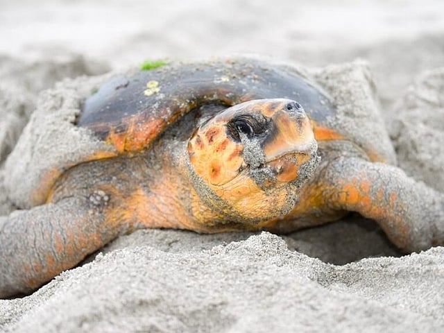 Oman Takes Legal Action After Tourist Filmed Sitting on Nesting Sea ...