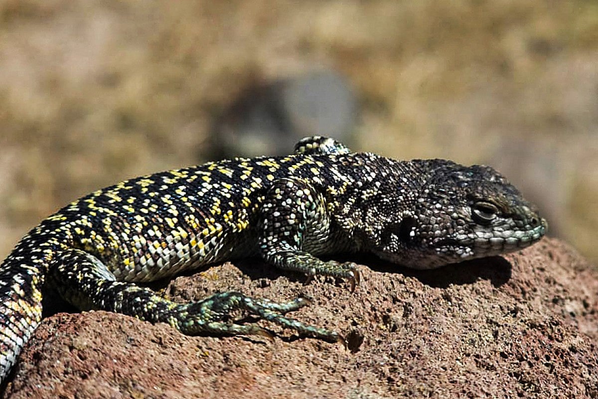 New Lizard Species Discovered in Peru's Andes: Liolaemus Archipensis ...