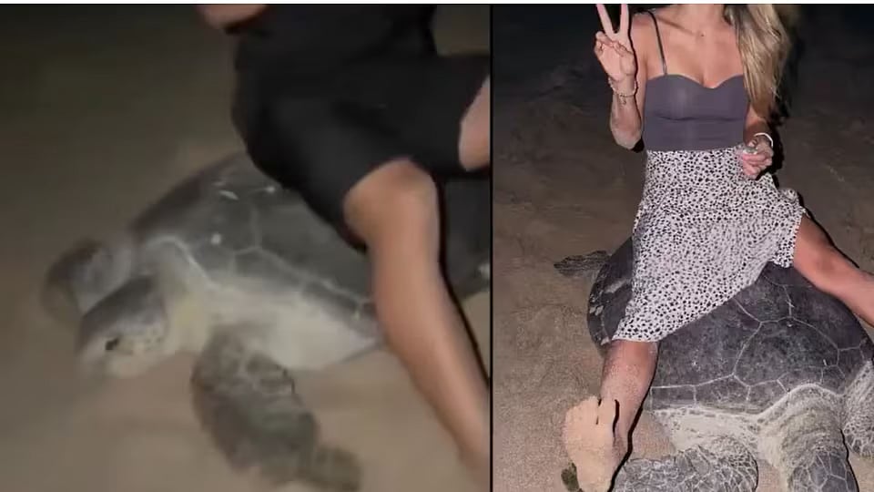 Oman Court Sentences Ukrainian Tourists for Disturbing Nesting Turtles ...