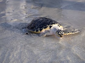 Abu Dhabi launches wildlife rescue network to save injured and stranded animals