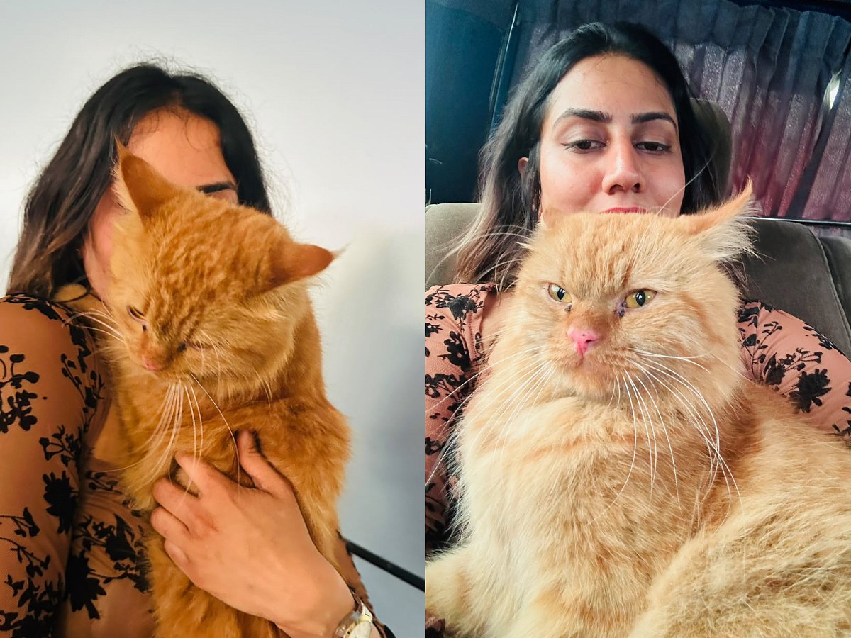 Dubai Airport Missing Cat Reunited with Owner in Sri Lanka After 10-Day ...