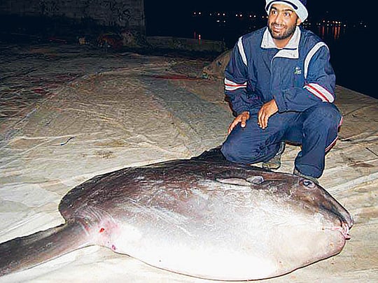 Ocean Sunfish makes UAE fisherman's day