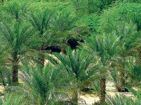 Saudi Arabia to plant 10 million trees in six months