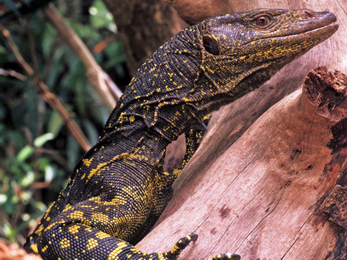 Basless Lizard Monitor lizard's saliva cure for diabetes claim baseless: MOH
