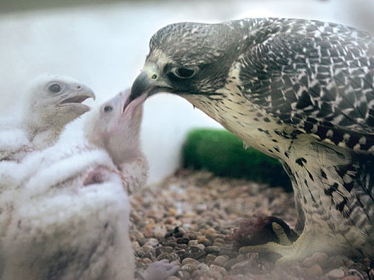 Breeding success