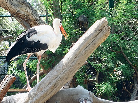 Dubai Municipality plans new zoo in emirate