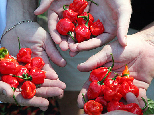 Water cranks up the heat in chillies - scientists
