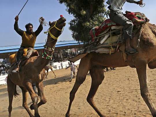 Camel race keeps cultural roots alive