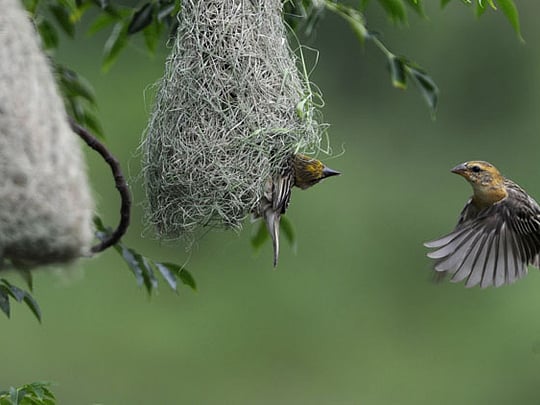 Where are the missing birds?