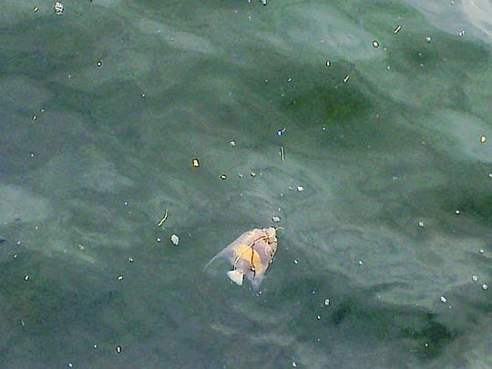 Fish paying the price of our carelessness