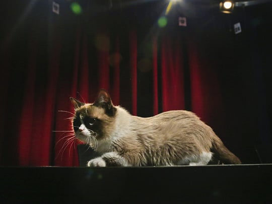Internet sensation Grumpy Cat turns two