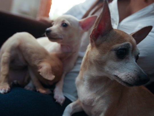 Shocking animal cruelty comes to light