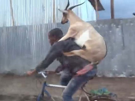 Watch 'Goat riding a guy riding a bike' video