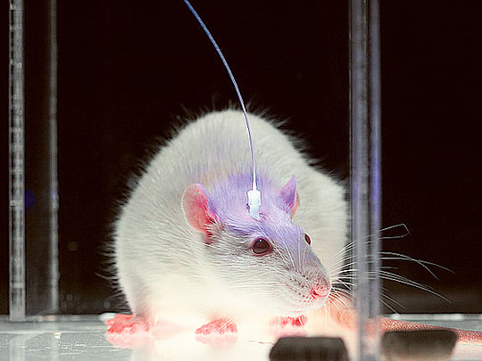 Scientists switch bad memories for good ones in mice