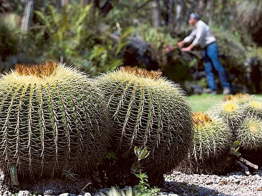 One in three cactus species face extinction, study says