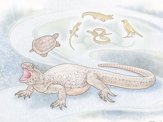Odd ancient lizard-like reptile called earliest-known turtle