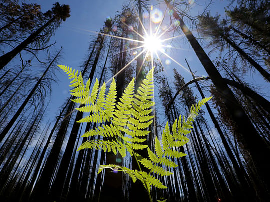 Three trillion trees on the planet