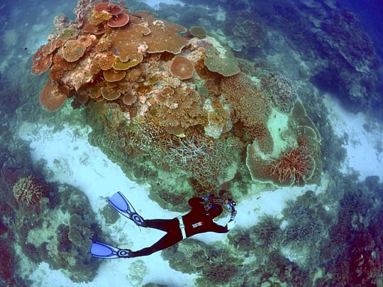 A fight to save the Great Barrier Reef