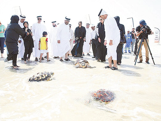 Injured turtles released into wild after rehabilitation