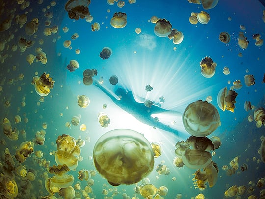 Where have all the jellyfish gone?
