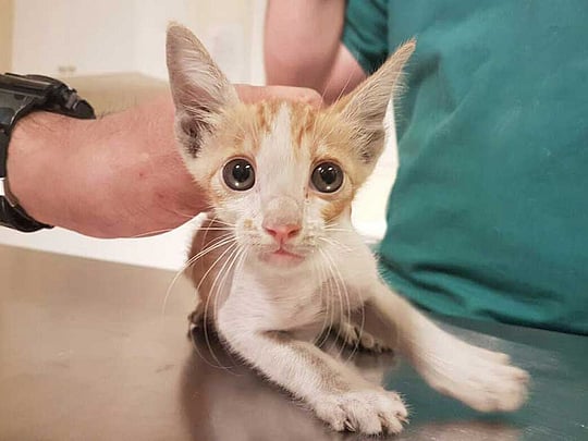 After five days, kitten rescued from sewer