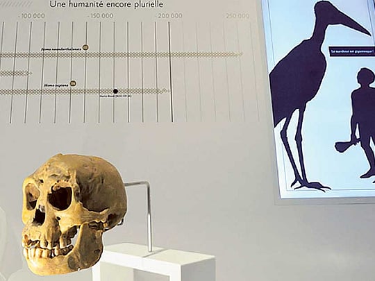 Likely ancestor of mystery ‘hobbit’ found