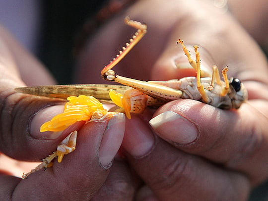 Bolivia fights locust plague threatening corn, sorghum harvests
