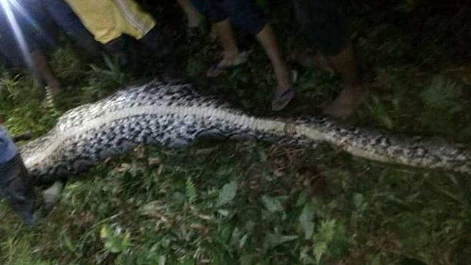 Video: Indonesia man swallowed by giant python, villagers and reports say