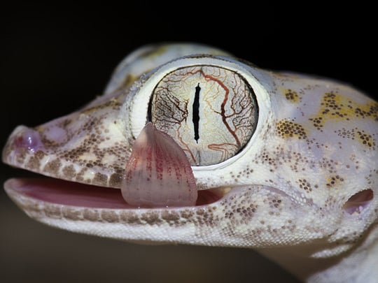 Focus on the UAE’s wildlife