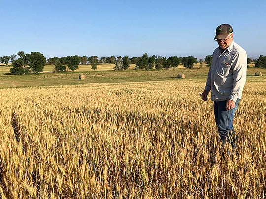 Drought in High Plains the worst some farmers have ever seen