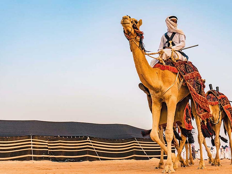 The coveted camel honoured at Saudi festival