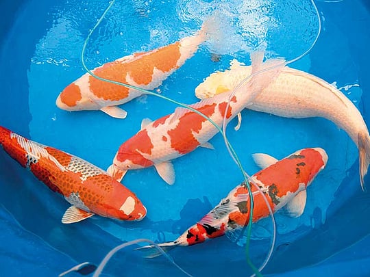 Koi story: priceless Japanese fish make a splash
